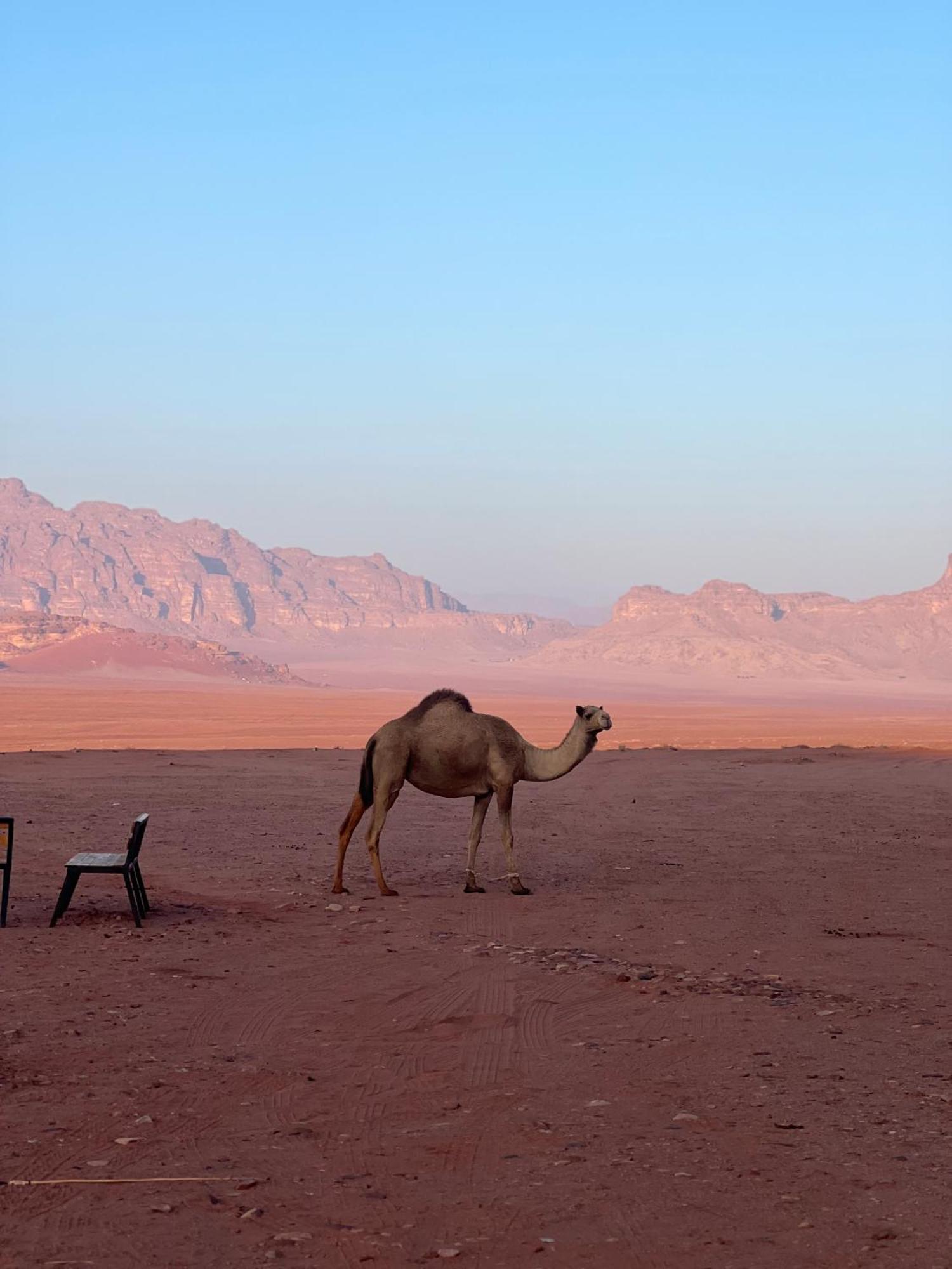 Desert Bird Camp Wadi Rum Exterior photo